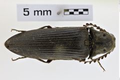 Foto (Dorsalansicht) von Anisomerus lamellicornis (NHMW-ZOO-COL-0008508)